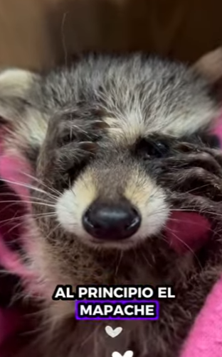 R1401001 Rescatar mapaches (Parte 2)