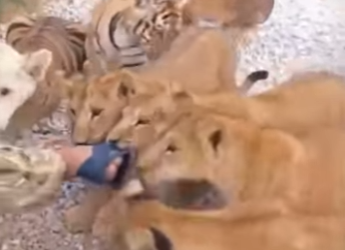 A1401005 Can you imagine lion being afraid of slippers (Parte 2)