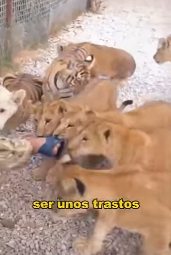 A1401005 Can you imagine lion being afraid of slippers (Parte 2)