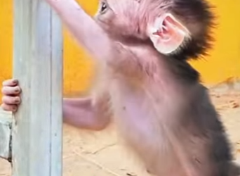 A1401007 mother monkey concern her newborn baby monkey (Parte 2)
