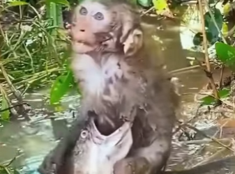 A1401008 Who will last longest, monkey or fish (Parte 2)