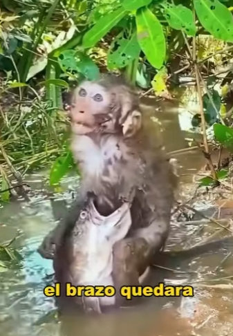 A1401008 Who will last longest, monkey or fish (Parte 2)