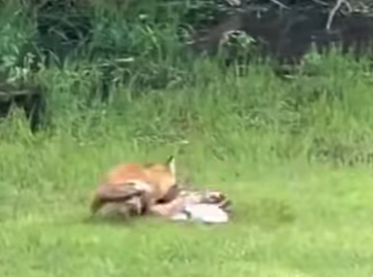 A1401003 Rescata al ciervo (Parte 2)