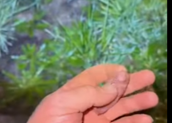 A1401002 wombats de rescate (Parte 2)