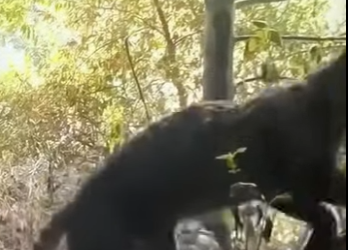 A1401004 Lynx Hunting (Parte 2)