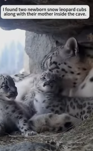 P0501012 help snow leopard save her cub, then happens (Part 2)