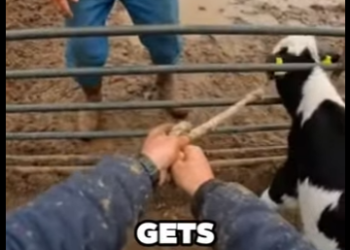 T1401006 Gentle care creates miracles (Part 2)