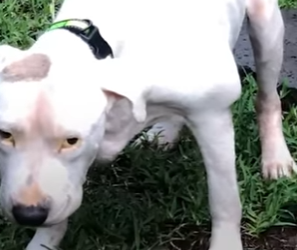 W1401001 No One Thought He Survive, Now Watch Pittie Incredible Comeb (Part 2)