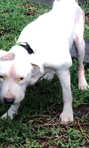 W1401001 No One Thought He Survive, Now Watch Pittie Incredible Comeb (Part 2)