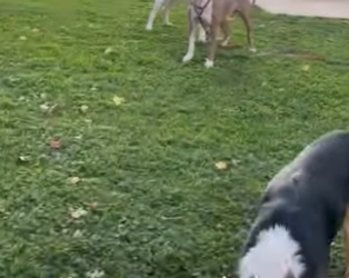 W1401004 Friendliest Pittie Has Been Waiting Home Two Years (Part 2)