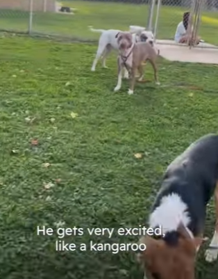 W1401004 Friendliest Pittie Has Been Waiting Home Two Years (Part 2)