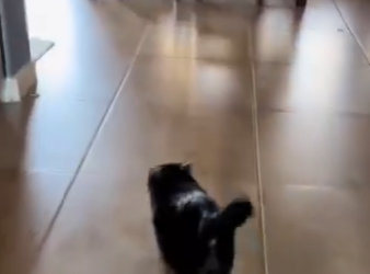 W1401002 Stubborn Little Cat Changed Everything (Part 2)