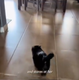 W1401002 Stubborn Little Cat Changed Everything (Part 2)