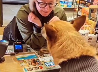 W1401006 Dog Runs Counter Always Demands His Tip (Part 2)