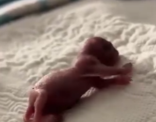 W1401005 Man Found Pink Lump in Grass Now It Sleeps in His Arms (Part 2)