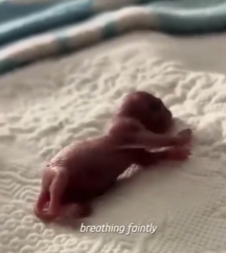 W1401005 Man Found Pink Lump in Grass Now It Sleeps in His Arms (Part 2)