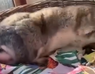 W1401003 Giant Rabbit Thinks He Watchdog He Really Is (Part 2)