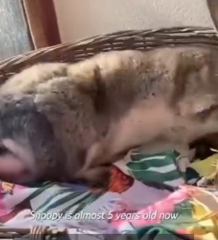 W1401003 Giant Rabbit Thinks He Watchdog He Really Is (Part 2)