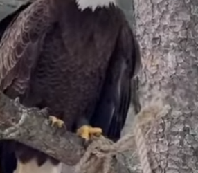 P0501003 bald eagle landed in front of my car to seek my help (Part 2)