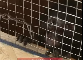 W1401007 Circus monkey gets emotional when he freed (Part 2)