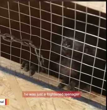 W1401007 Circus monkey gets emotional when he freed (Part 2)