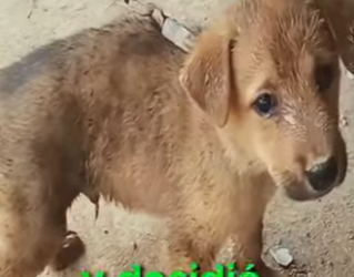 M1401003 Perritos atados a una cadena y abandonados (Parte 2)