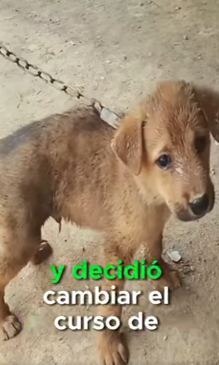 M1401003 Perritos atados a una cadena y abandonados (Parte 2)