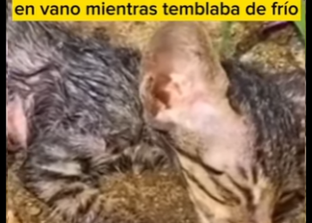 M1401007 Este gatito fue encontrado agonizando (Parte 2)