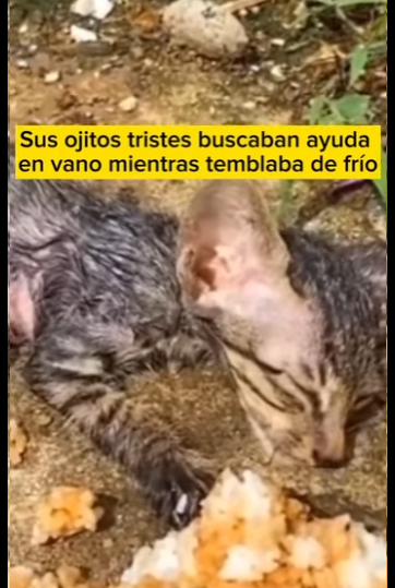M1401007 Este gatito fue encontrado agonizando (Parte 2)