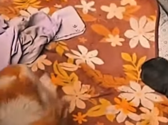 M1401002 Perrita pedía ayuda bajo la lluvia junto a sus cachorritos (Parte 2)