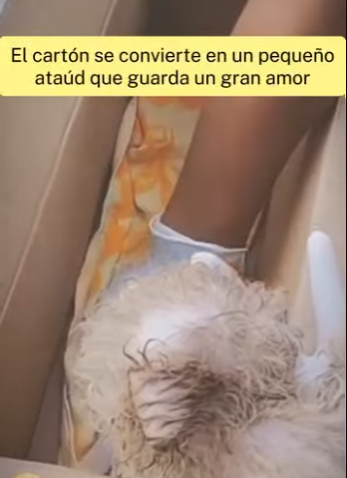 M1401005 Este pequeño perrito falleció (Parte 2)