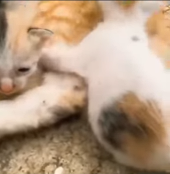 M1401001 Esta gatita fue encontrada agonizando (Parte 2)