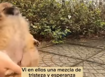 M1401006 Este pequeño perrito fue encontrado abandonado (Parte 2)