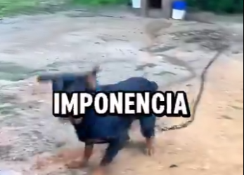 Y1401002 Los cinco perros más temidos del mundo (Parte 2)