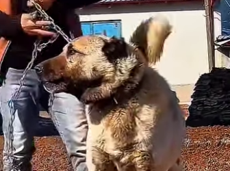 Y1401006 Qué pasaría si se enfrentara el guardián más fuerte de Turquía contra (Parte 2)