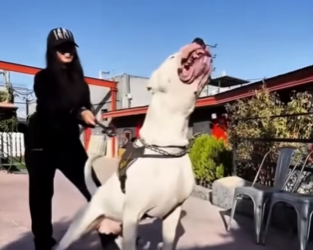 Y1401006 Qué pasaría si se enfrentara el guardián más fuerte de Turquía contra (Parte 2)