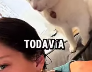 Y1401004 Si te enfrentas con estos animales, esta es la probabilidad de sobrev (Parte 2)