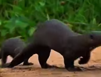 Y1401005 Los animales más peligrosos del Río Amazonas (Parte 2)