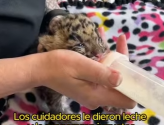 L1401006 Cute big cat (Part 2)