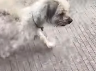 L1401004 mother dog will do anything her children (Part 2)