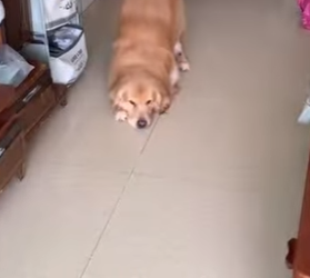 L1401002 golden retriever who loves eating dragon fruit (Part 2)