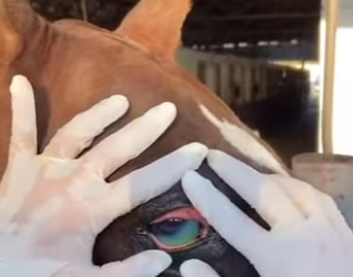 L1401001 girl becomes horse eyes,lighting up its path ahead (Part 2)