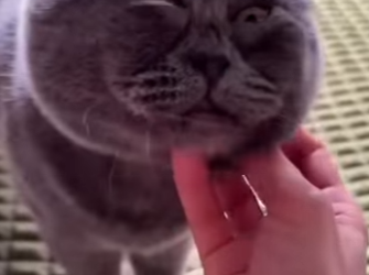 L1401005 Cats down syndrome (Part 2)