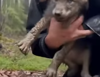 P0501010 help save mama baby wolf middle of forest (Part 2)