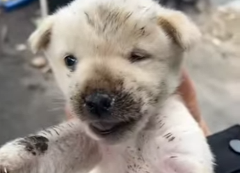 L1401007 Mother dog bites puppy while protecting food (Part 2)