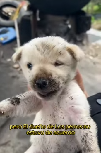 L1401007 Mother dog bites puppy while protecting food (Part 2)