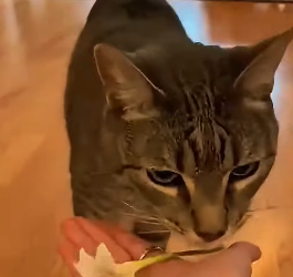 S1401007 une maman chat frappe ma fenêtre pour sauver son bébé et re (Part 2)