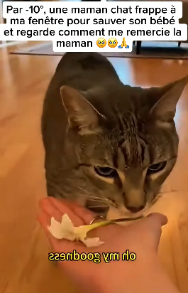 S1401007 une maman chat frappe ma fenêtre pour sauver son bébé et re (Part 2)