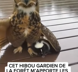 S1401002 CET HIBOU GARDIEN DE LA FORÊT APPORTE LES PETITS PERDUS UN PAR UN (Part 2)