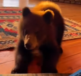 S1401003 AI SAUVÉ UN OURSON DES LOUPS ET IL NE VOULAIT PLUS ME LÂCHER (Part 2)